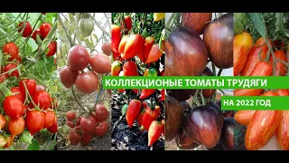 Коллекционные томаты трудяги мировой селекции на 2022 год, не только урожайные, но и вкусные ЧАСТЬ 3