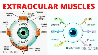 Extraocular Muscles | Eye Movements | Clinical Testing of Eye Muscles