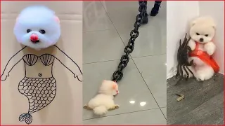 Tik Tok Chó Phốc Sóc Mini | Funny and Cute Pomeranian Videos #8
