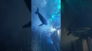 msg whale dolphin phish