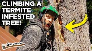 Termites vs. Chainsaw: Taking Down the Infested Piss Fir!