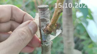 grafting cherries on antipka cherries