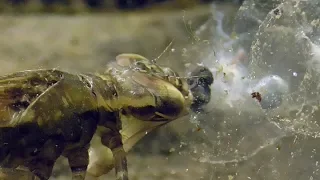 Dragonfly nymph eats frog spawn. Libellenlarve frißt Froschlaich