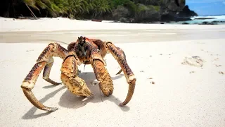 The biggest crab in the world is kleptomaniac