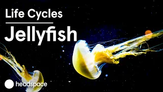 The Mindfulness of the Jellyfish | Life Cycles