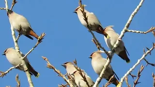 Стая свиристелей сидит на тополе, flock of waxwings sits on a poplar