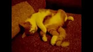 Funny cats: спят усталые игрушки...