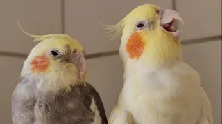 best cockatiel singing 1 hour cockatiel singing sound natural of cockatiel  bird song cockatiel