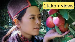Apple season || Kinnaur || Himachal Pradesh