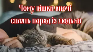Why do cats sleep next to people at night?