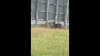 Can you imagine what those 2 lions are thinking about that goat ? #lion #goat #wildlife #shorts