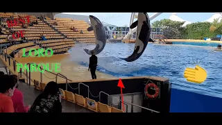 BEST OF LORO PARQUE  SHOW 2022 Tenerife (Orca Show , Sea Lion , Dolphin )