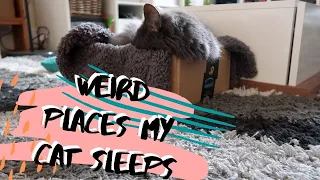 The Weirdest Places My Cat Sleeps