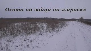 Охота на зайца на жировке