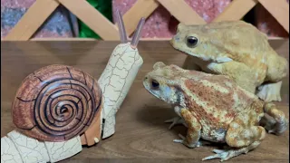 🐌 vs 🐸 (escargot vs toad) miyako toad