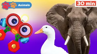 Learn Animals w Robi | Educational Early Learning Videos | Animals Names & Sounds | Elephant & Duck