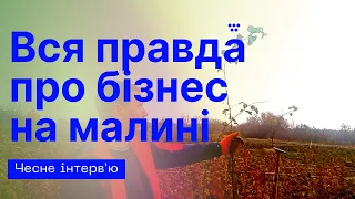 Заробляти гроші на вирощуванні малини. Як правильно вирощувати малину, щоб добре заробляти.