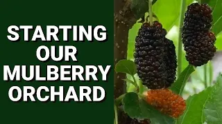 Starting a Mulberry Orchard