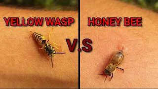 Wasp sting V.s. Hone Bee sting | Can Bees & Yellow Jacket pull out their stingers? Hornet wildlife