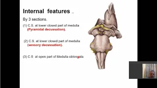 anatomy of medulla oblangata