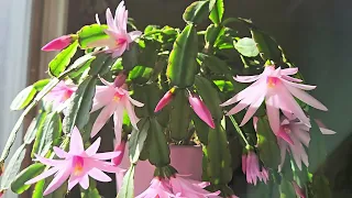 My Easter Cactus in Bloom!  Care Tips & Updates for Easter Cactus and Thanksgiving Cactus: May 2024