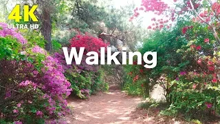 4K Walking in Flower Forest with Nature Sounds, South Korea