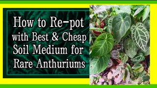 Secrets & Hacks to Protect Your  Rare Anthurium Plants from Dying : Repotting Technique