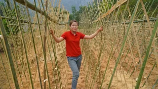 Grow COWPEAS, make trellis - Take care of the injured Lu. Free Life (ep181)