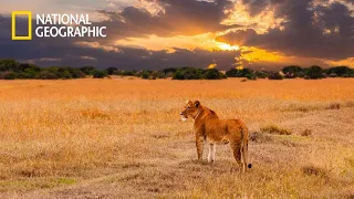 Savannah Life of Wild Africa ✔ National Geographic Documentary 2023 Full HD