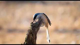 긴꼬리때까치는 철새(Lanius schach)