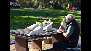 Wild Cockatoos: Hand-Feeding and Heart-warming Talking