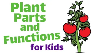 Plant Parts and Functions for Kids