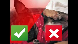 Five Valentine's Day Safety Tips for Your Pets