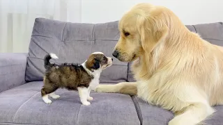 Golden Retriever Meets Tiny Puppy for the First Time