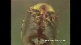 Triops and Fairy Shrimp: living dinosaurs and suspended animation Part 2