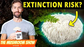 The World's Most Popular Mushroom Is... Illegal To Pick?