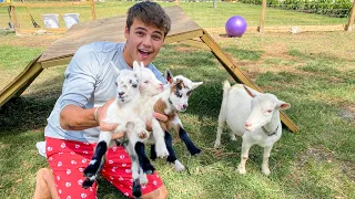 My GOAT Had 3 BABIES!!!