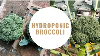 Grow Hydroponic Broccoli in NFT- Seed to Harvest