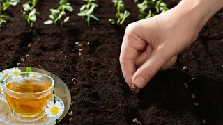 Seed germination has never been faster with this simple trick - you have it in your kitchen