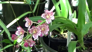 САРКОХИЛУС. SARCOCHILUS. МОЯ МИНИ КОЛЛЕКЦИЯ МИНИ ОРХИДЕЙ. SARCOCHILUS.