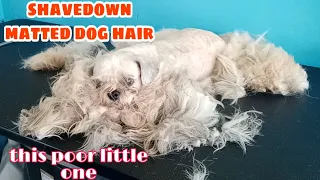 Shaving this poor Dog Matted hair little one [fullgroom] shih tzu Breed of dogs || Groomer Style