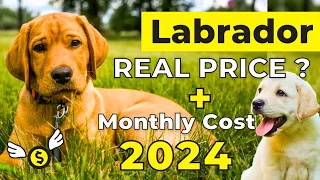 Labrador Dog Price in India 2024 | Labrador Price and Monthly Expenses