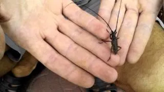 Жуки-усачи (Cerambycidae) - Защита древесины