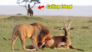 Aghast! Topi Calling Help from Friend when Lion Attacked