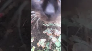 Сиамский кот предупреждает!!!Siamese cat warns!!!