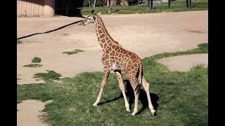 Moyo the Giraffe is 2 Months Old