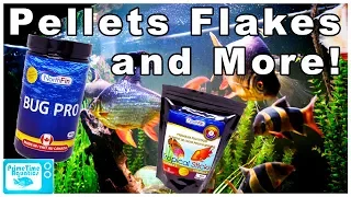 How to Feed Your Fish to Keep Them Healthy, Happy and Reduce Aggression