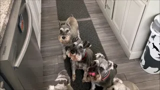 My Stubborn Schnauzer | Life With 7 Schnauzers