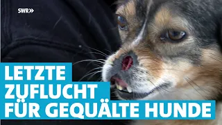 Ausgesetzt, in Brand gesteckt und Schlimmeres: Gnadenhof bietet 40 Hunden eine letzte Zuflucht