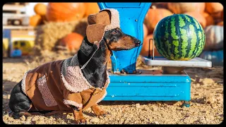 Master of Pumpkins! Funny dachshund dog video!